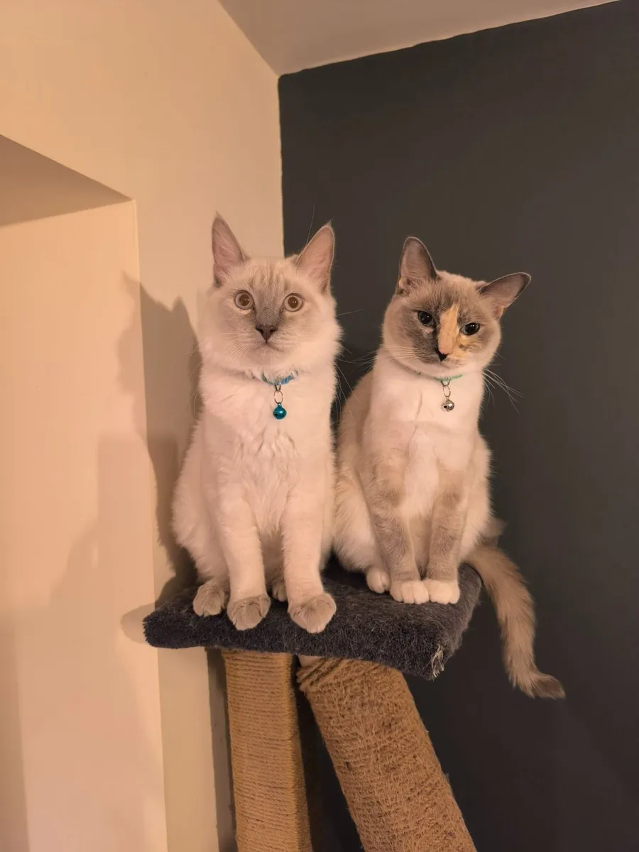 Ragdoll kittens - Image 2