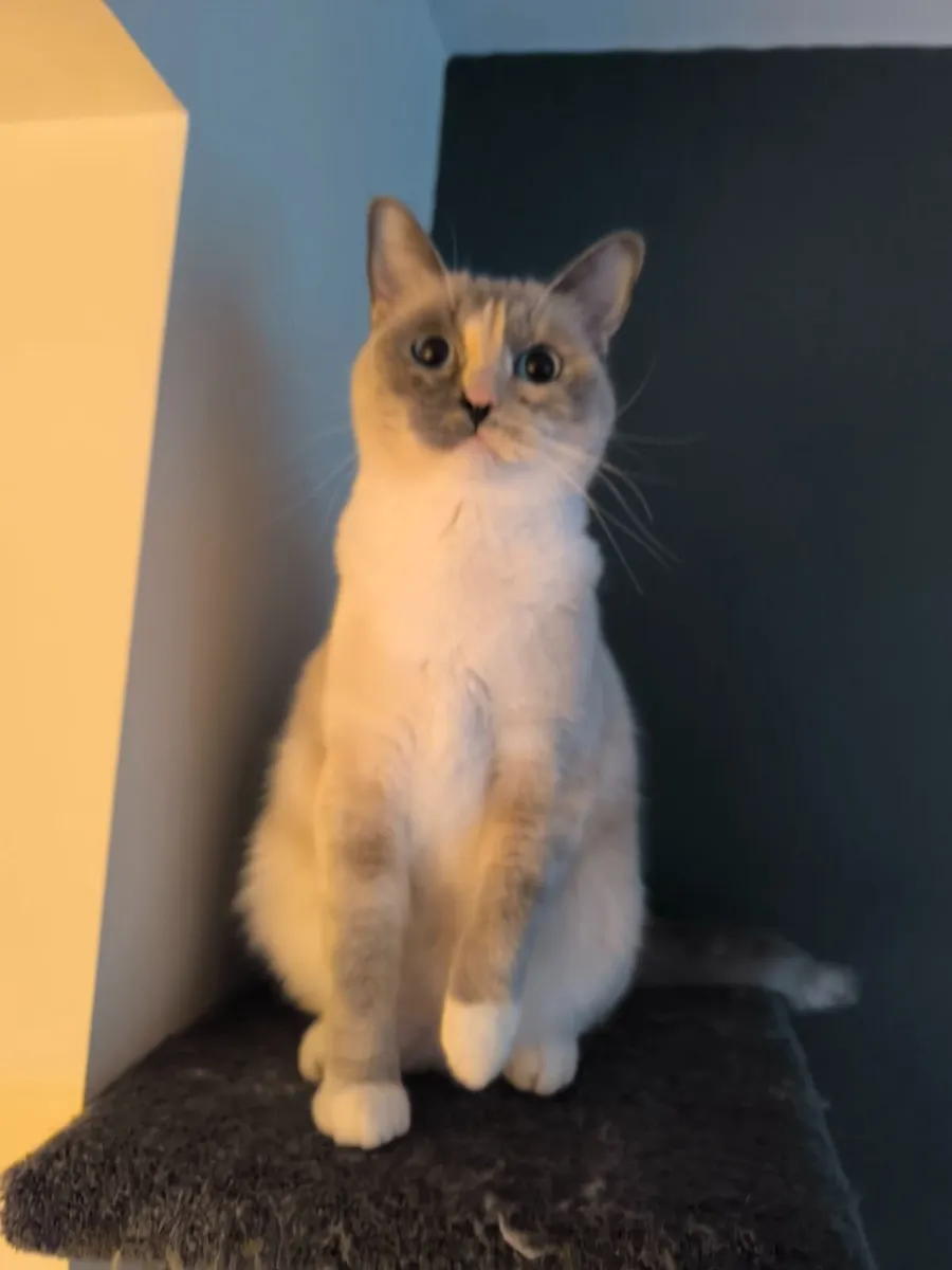 Ragdoll kittens - Image 3