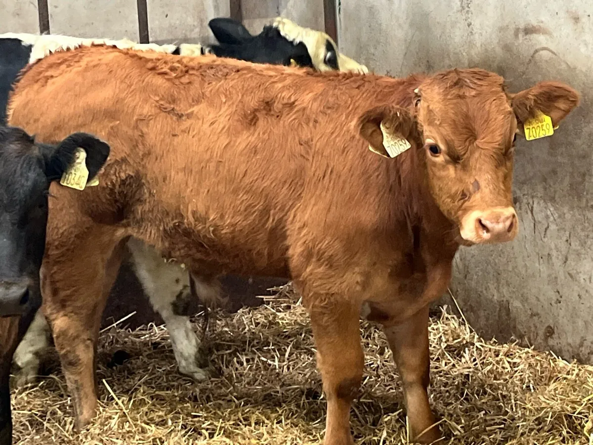 Super 240Kg Continental Bull Weanlings - Image 2