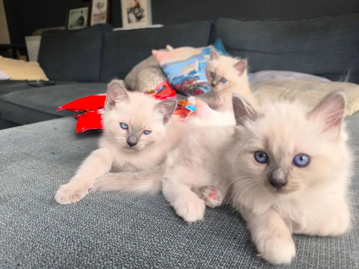 Ragdoll kittens - Image 4