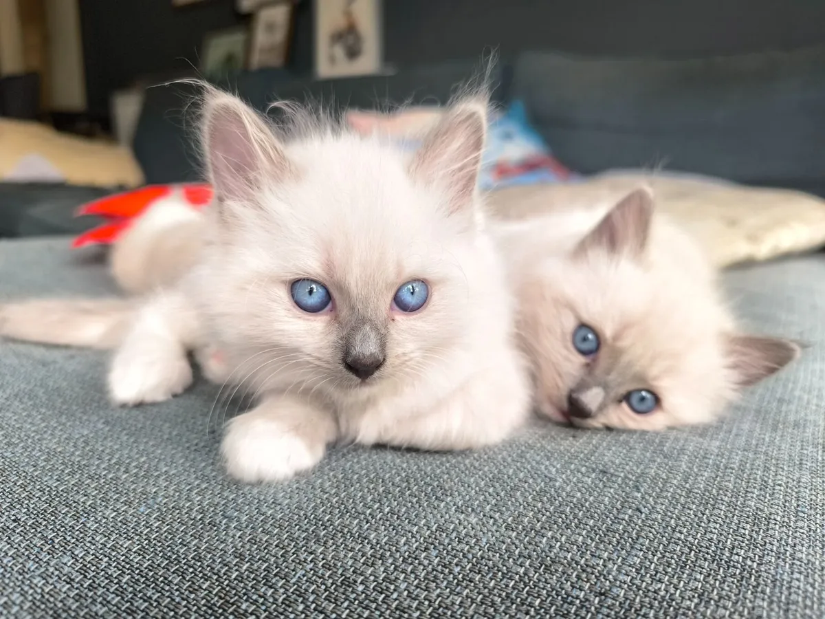 Ragdoll kittens - Image 1