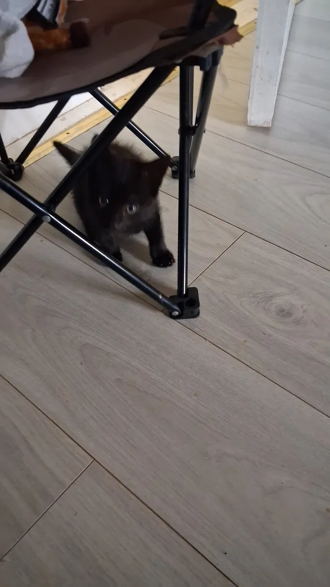 Kitten - Image 3