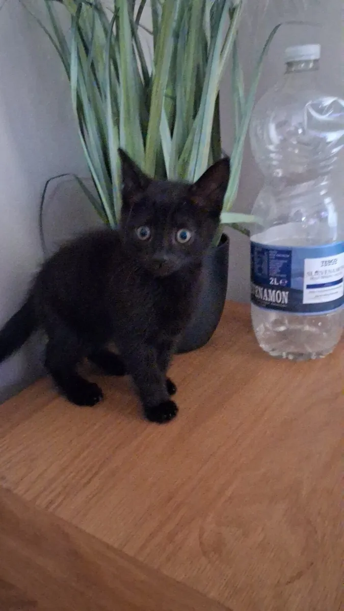 Kitten - Image 1