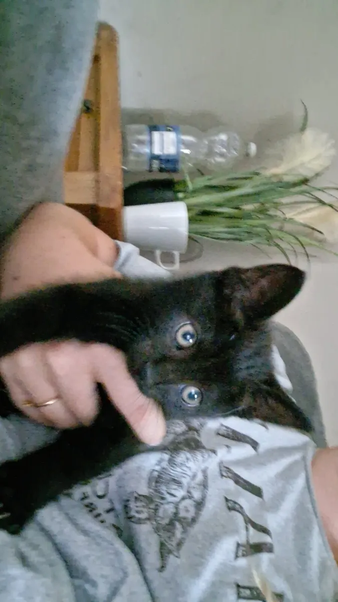Kitten - Image 2