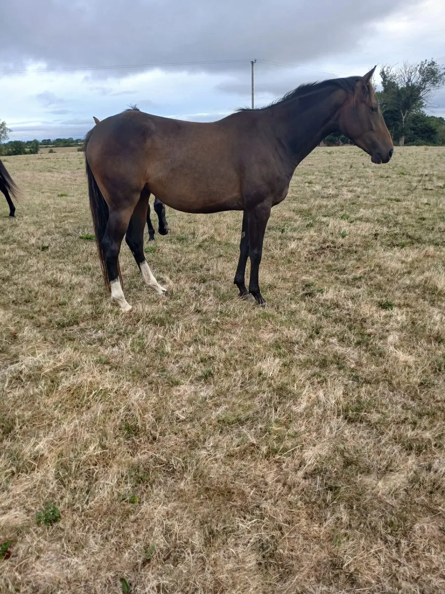 3yo jetaway filly for sale - Image 1