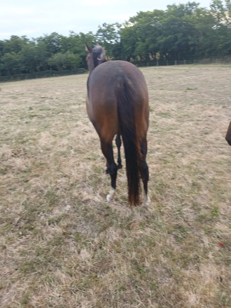 3yo jetaway filly for sale - Image 2
