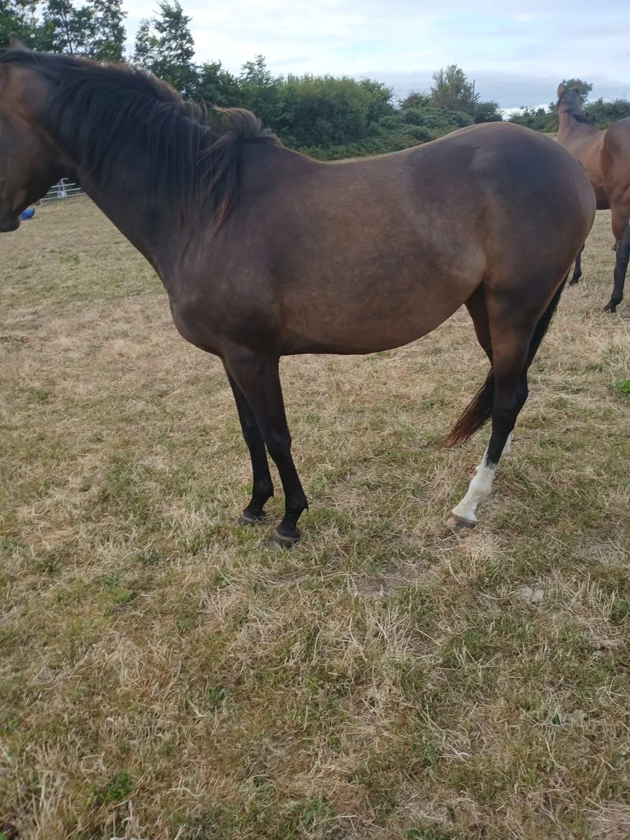 3yo jetaway filly for sale - Image 3
