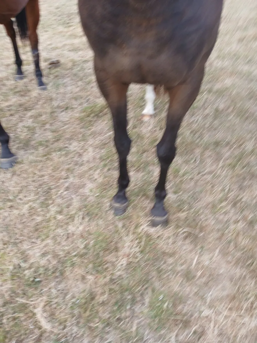 3yo jetaway filly for sale - Image 4