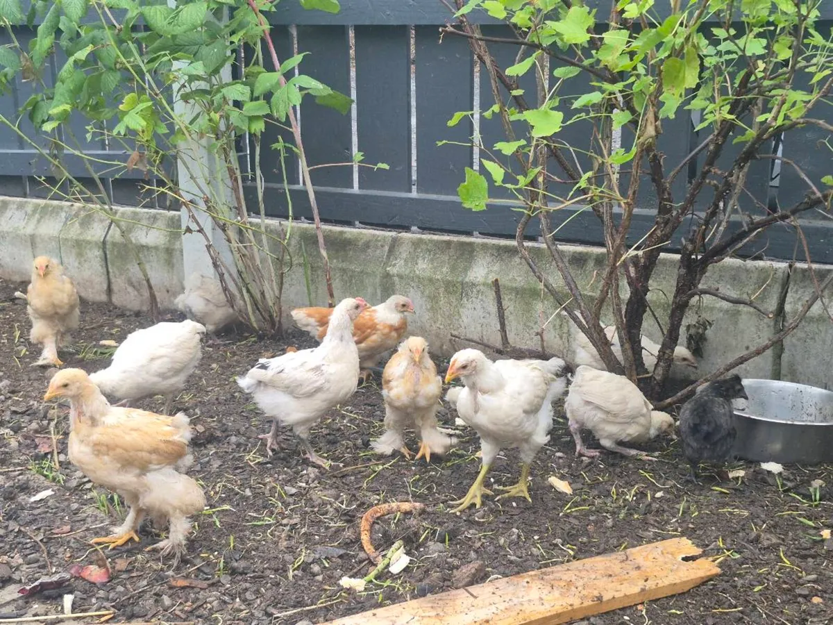8 week old chicks - Image 2
