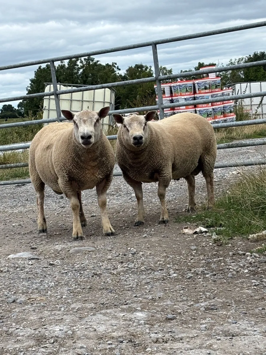 Rams - Image 1