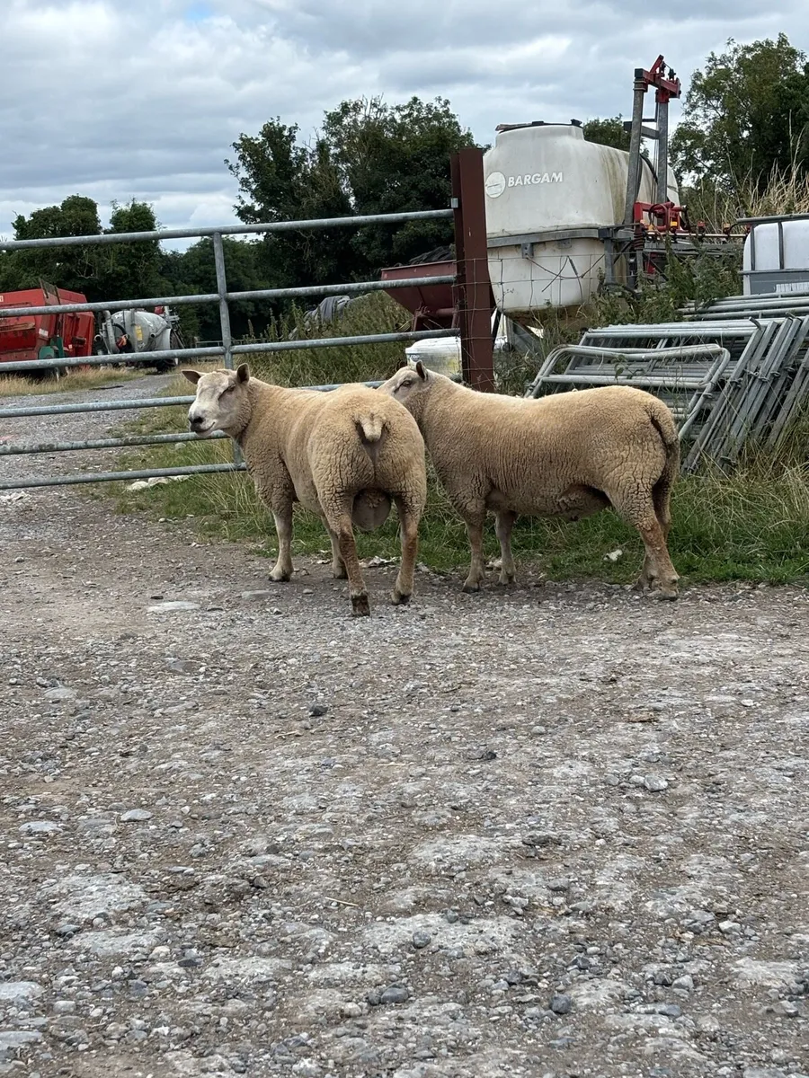 Rams - Image 2