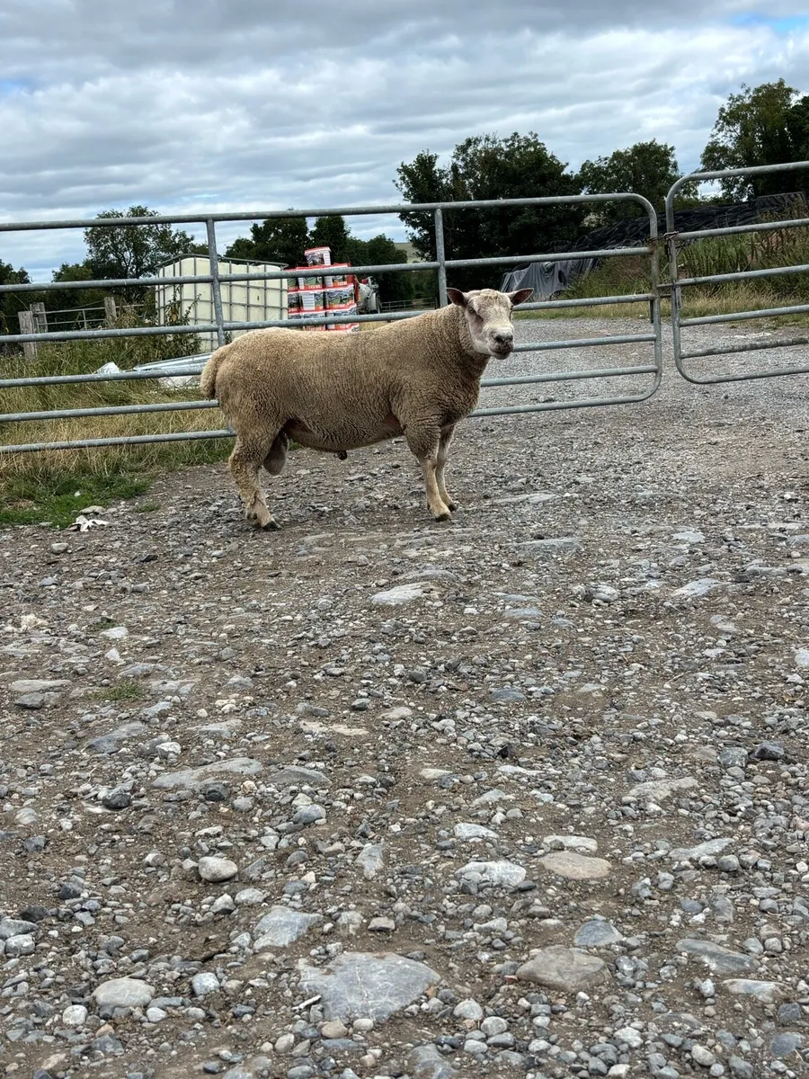 Rams - Image 4
