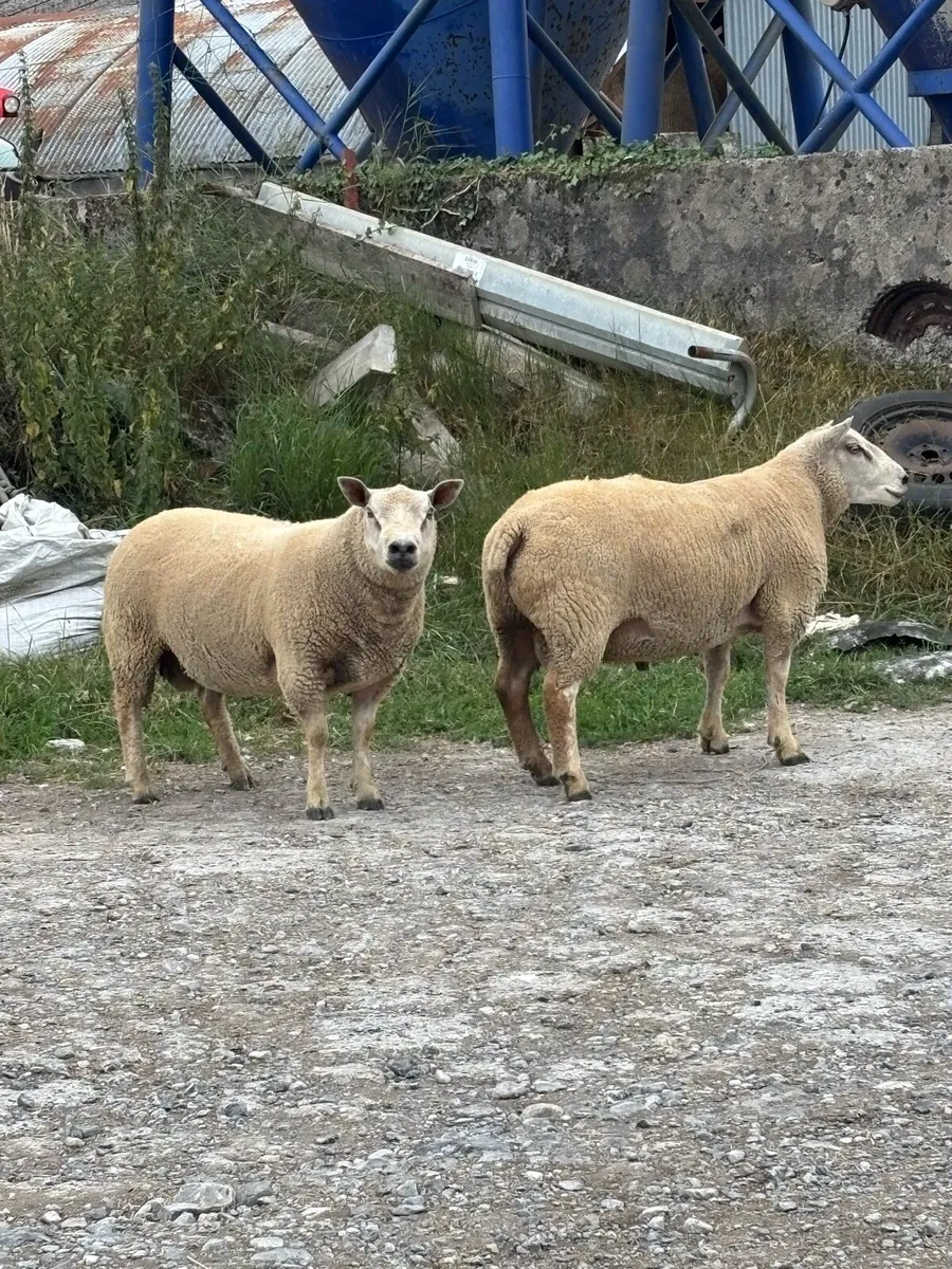 Rams - Image 3