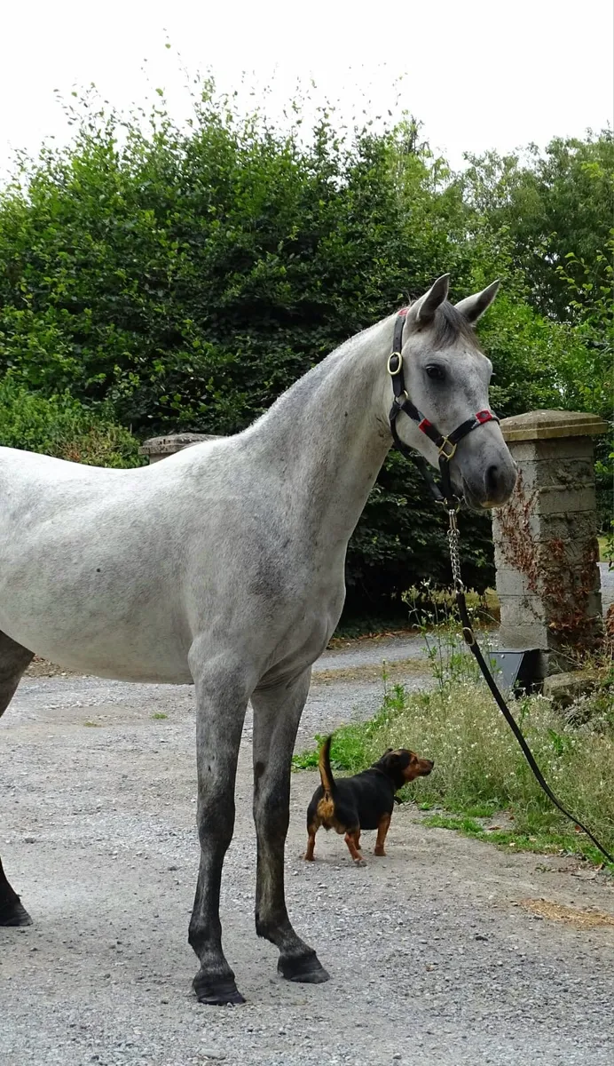 Quality Connemara gelding - Image 1