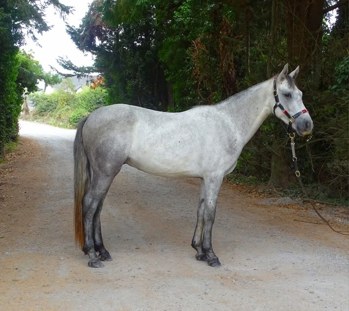 Quality Connemara gelding - Image 2