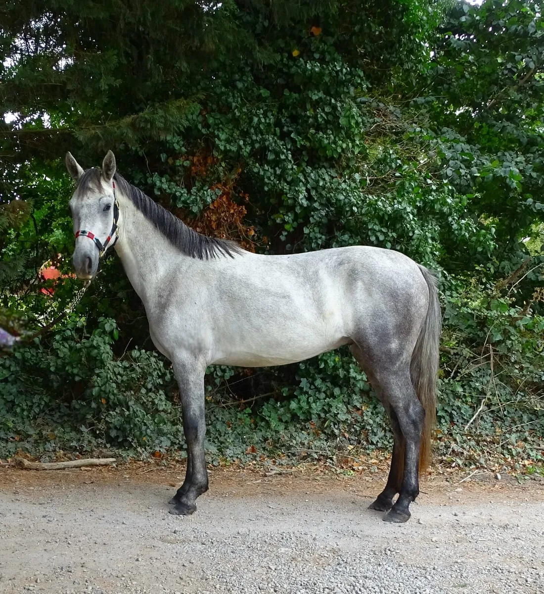 Quality Connemara gelding - Image 3
