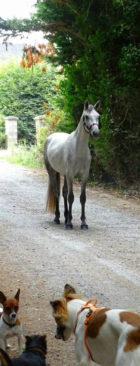 Quality Connemara gelding - Image 4