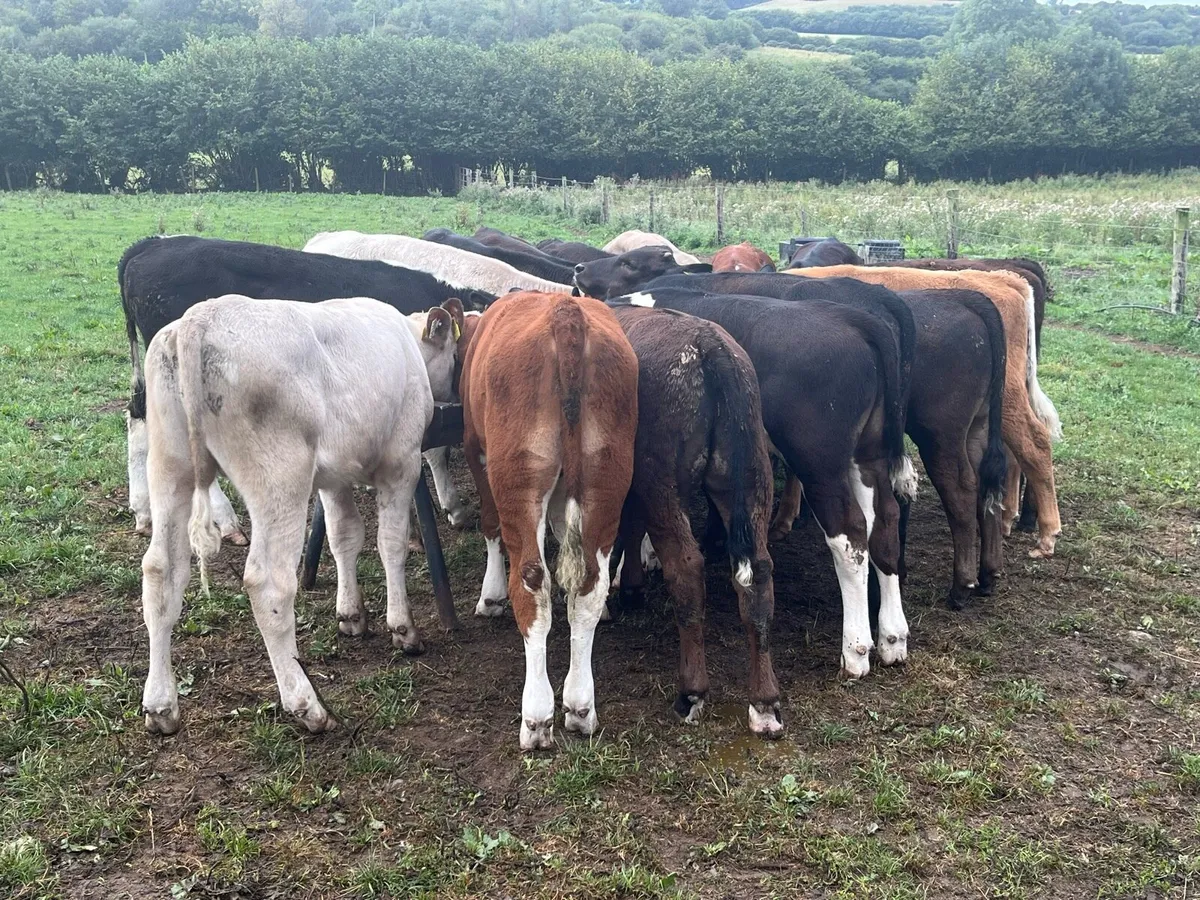 15 SUPER BUCKET FED WEANLINGS - Image 2