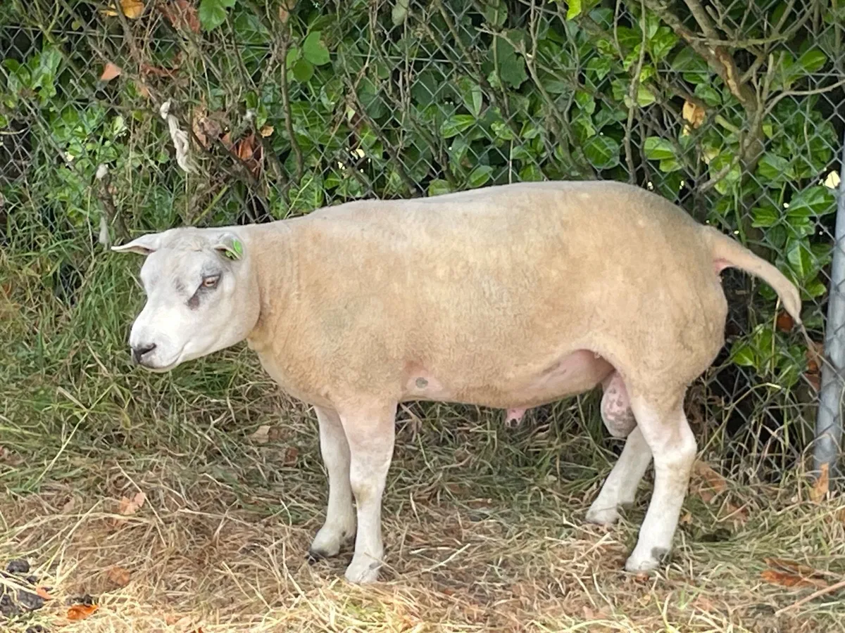 Pedigree Beltex Ram - Image 3