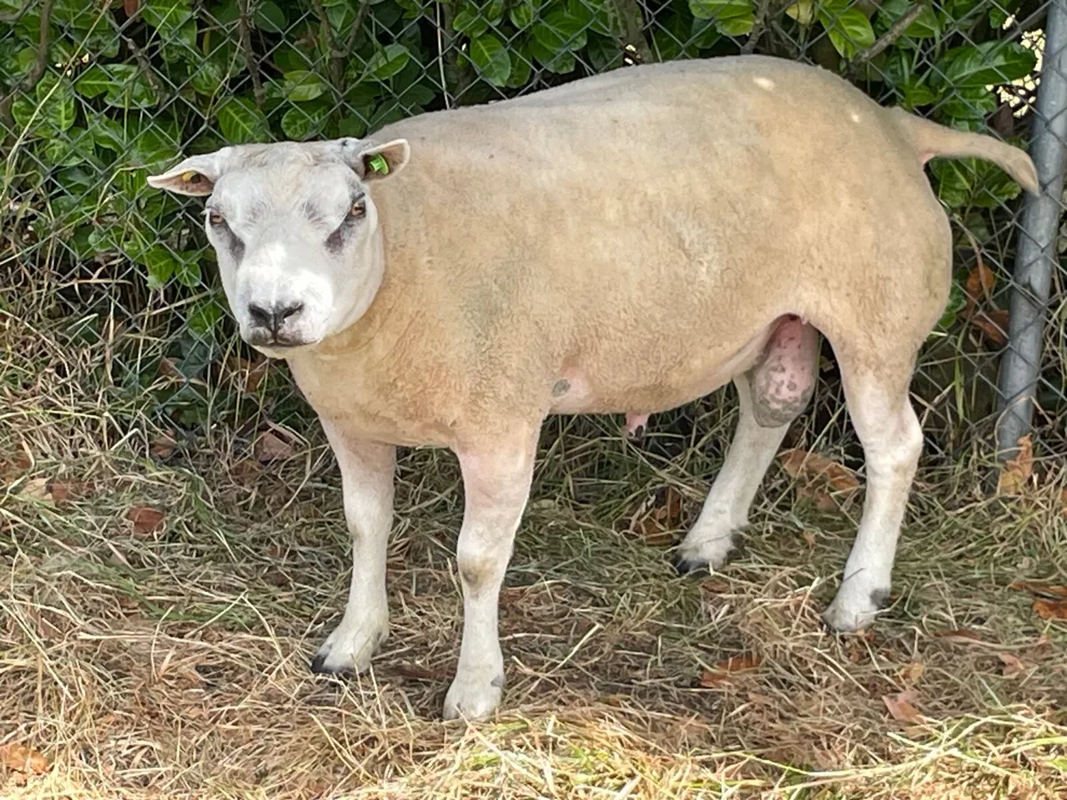 Pedigree Beltex Ram - Image 4