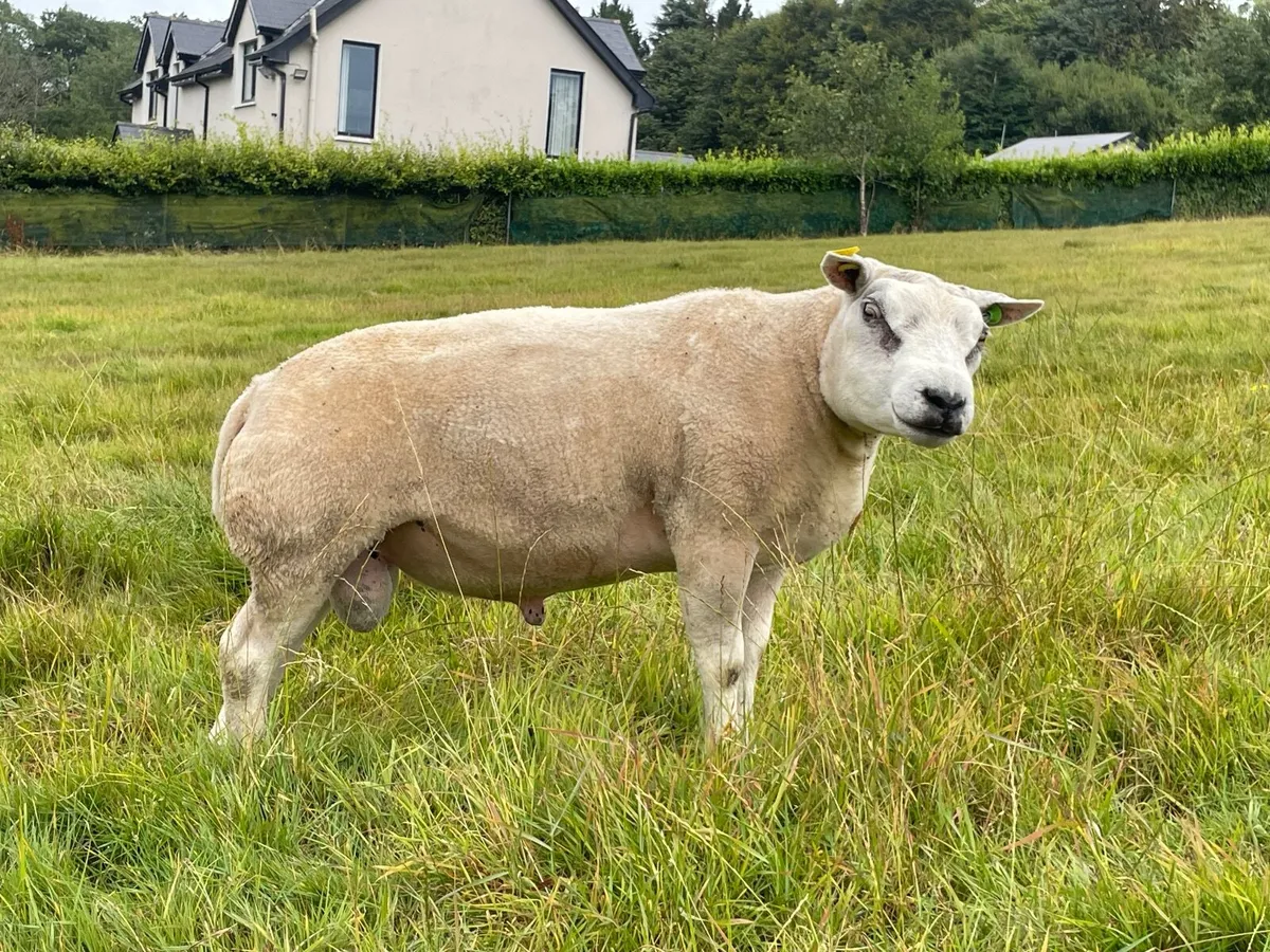 Pedigree Beltex Ram - Image 2