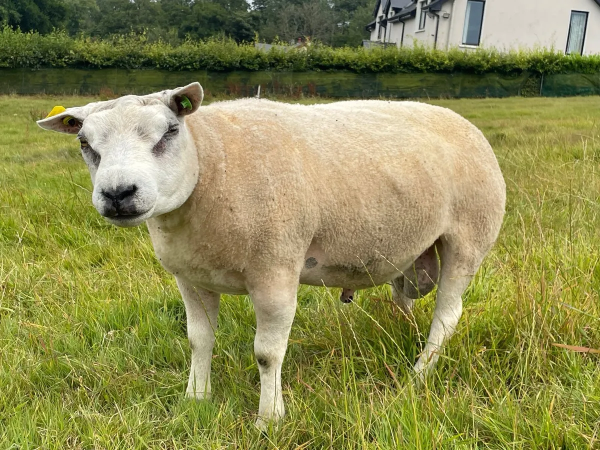 Pedigree Beltex Ram - Image 1