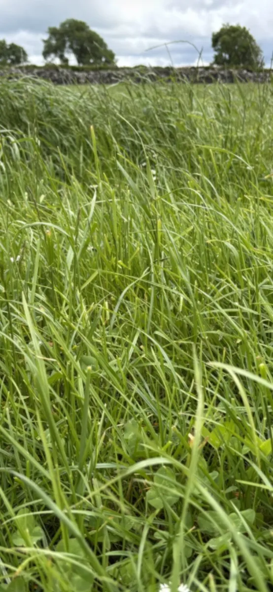 GRASS For 40/50 Cows/Bullocks/Heifers or Calves