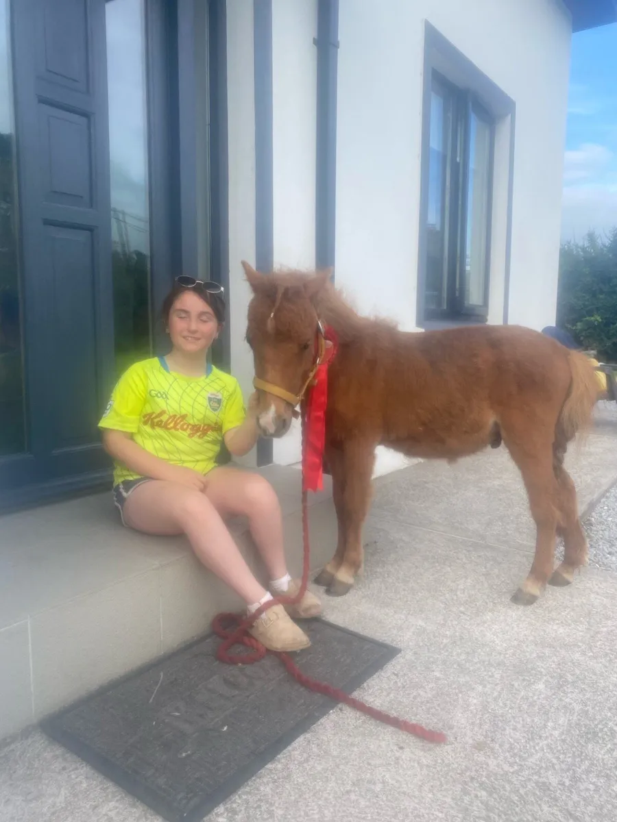 Miniature chestnut colt - Image 1