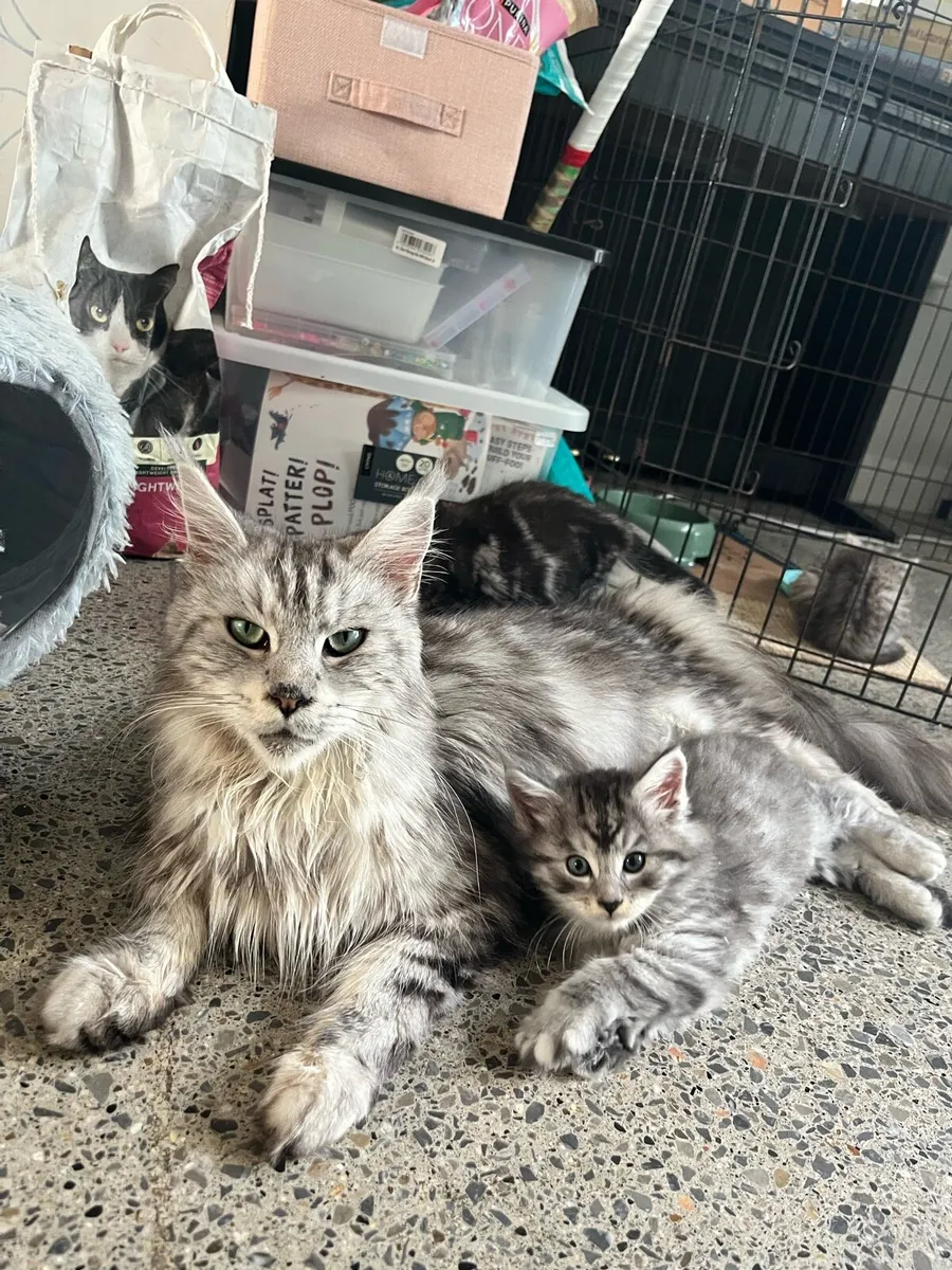 Beautiful Maine coon X Kittens - Image 1