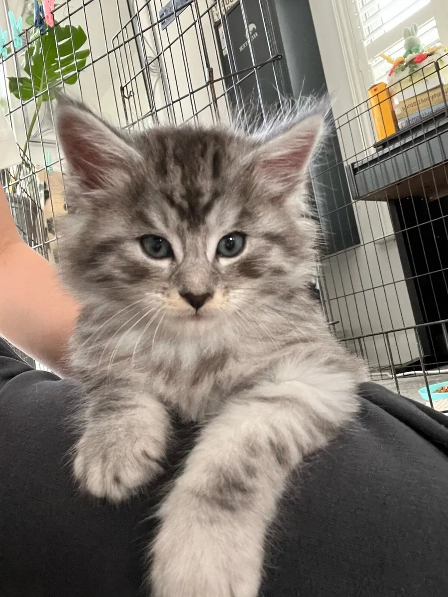 Beautiful Maine coon X Kittens - Image 2