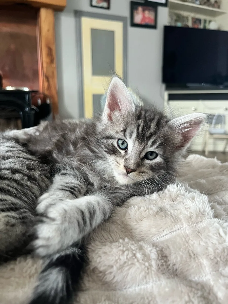 Beautiful Maine coon X Kittens - Image 3
