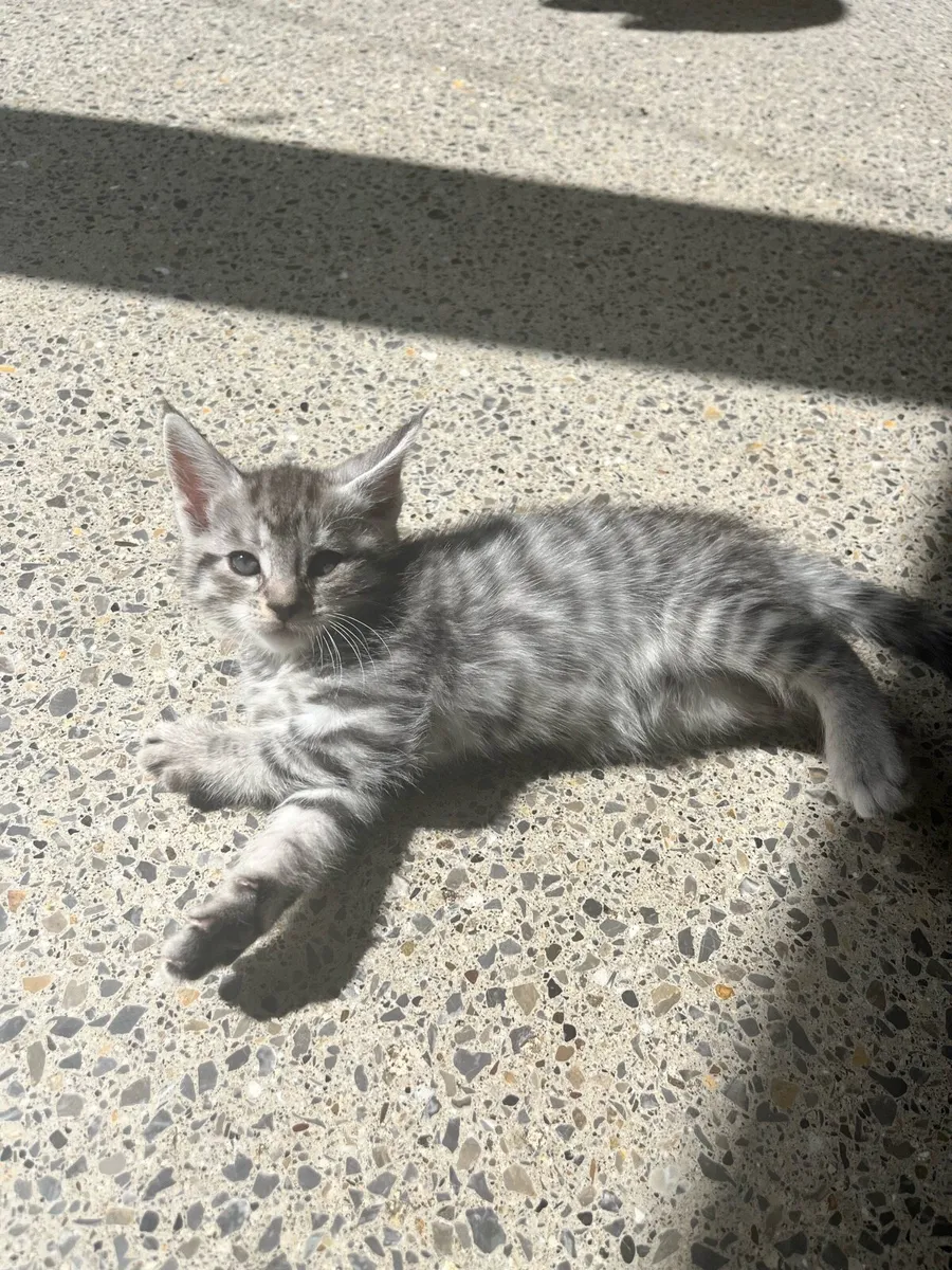 Beautiful Maine coon X Kittens - Image 4
