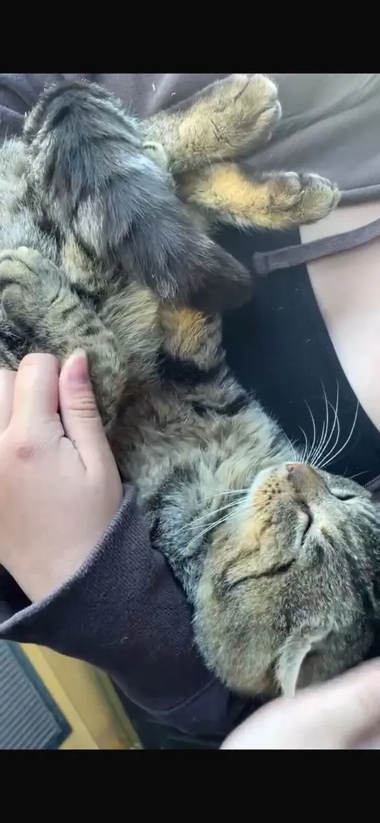 Beautiful Maine coon X Kitten - Image 2
