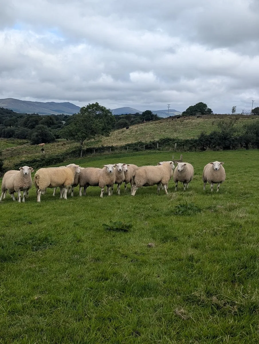 5🌟 Pedigree Rams - ( SIS Eligible ✅) - Image 1