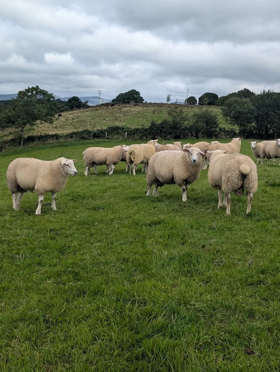 5🌟 Pedigree Rams - ( SIS Eligible ✅) - Image 2