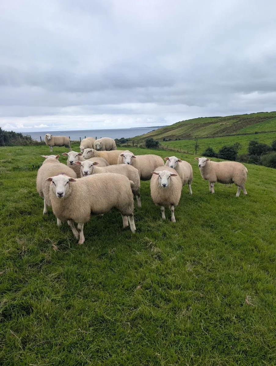 5🌟 Pedigree Rams - ( SIS Eligible ✅) - Image 3