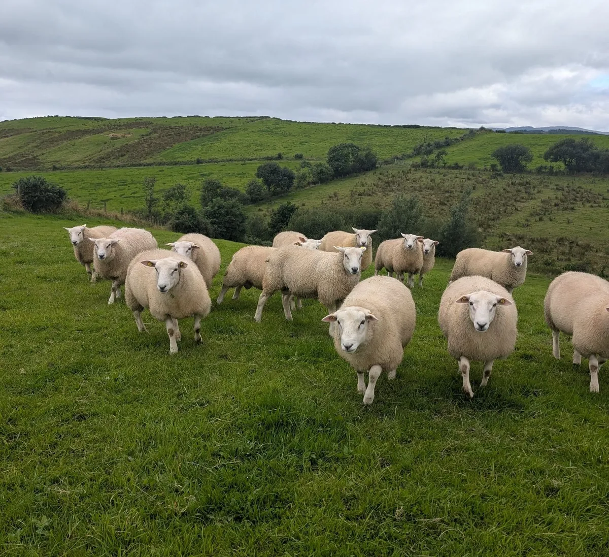 5🌟 Pedigree Rams - ( SIS Eligible ✅) - Image 4