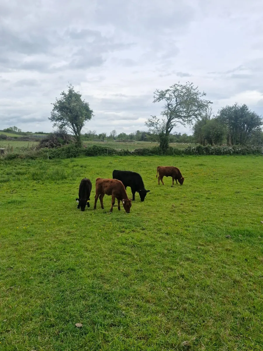 Dexter pure bred bull calves - Image 2