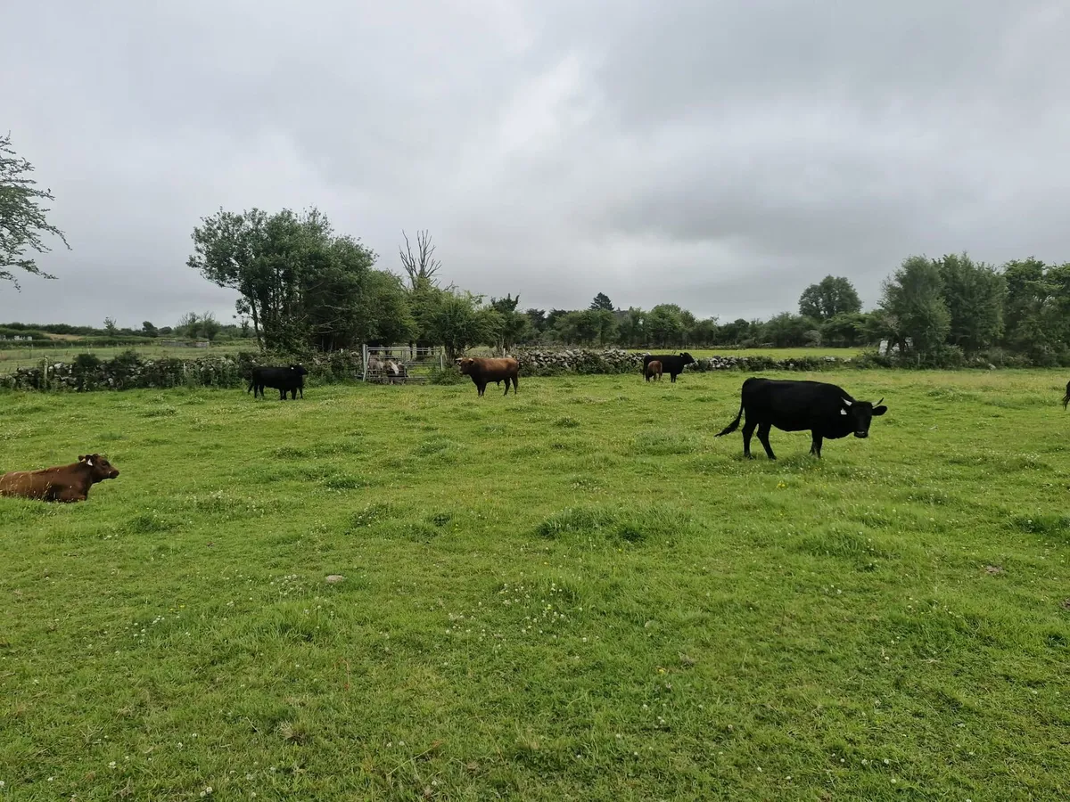 Dexter pure bred bull calves - Image 3