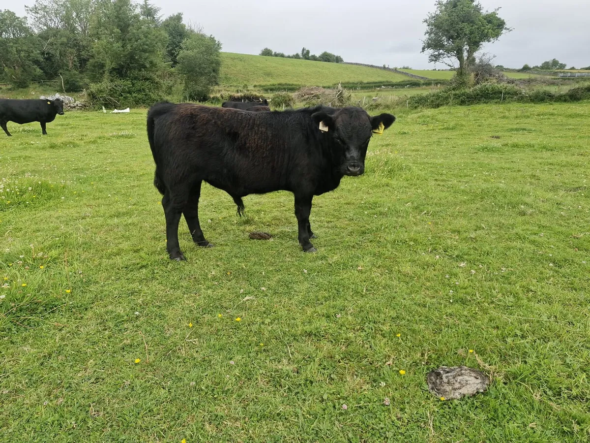 Dexter pure bred bull calves - Image 1