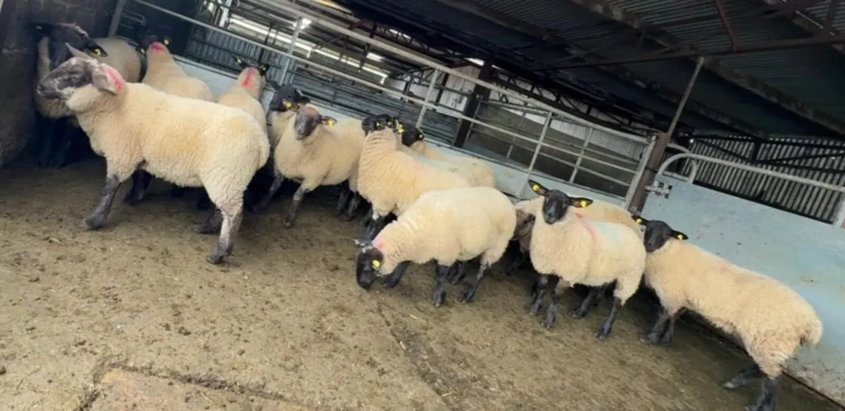 EWE LAMBS - Image 1