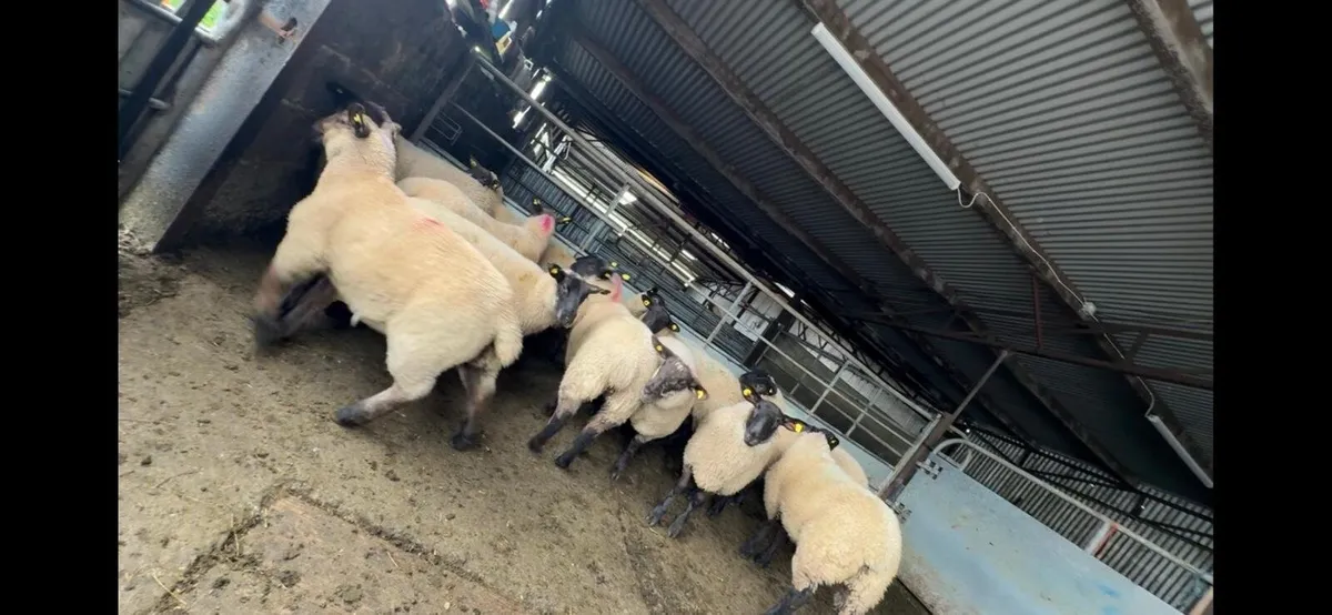 EWE LAMBS - Image 4
