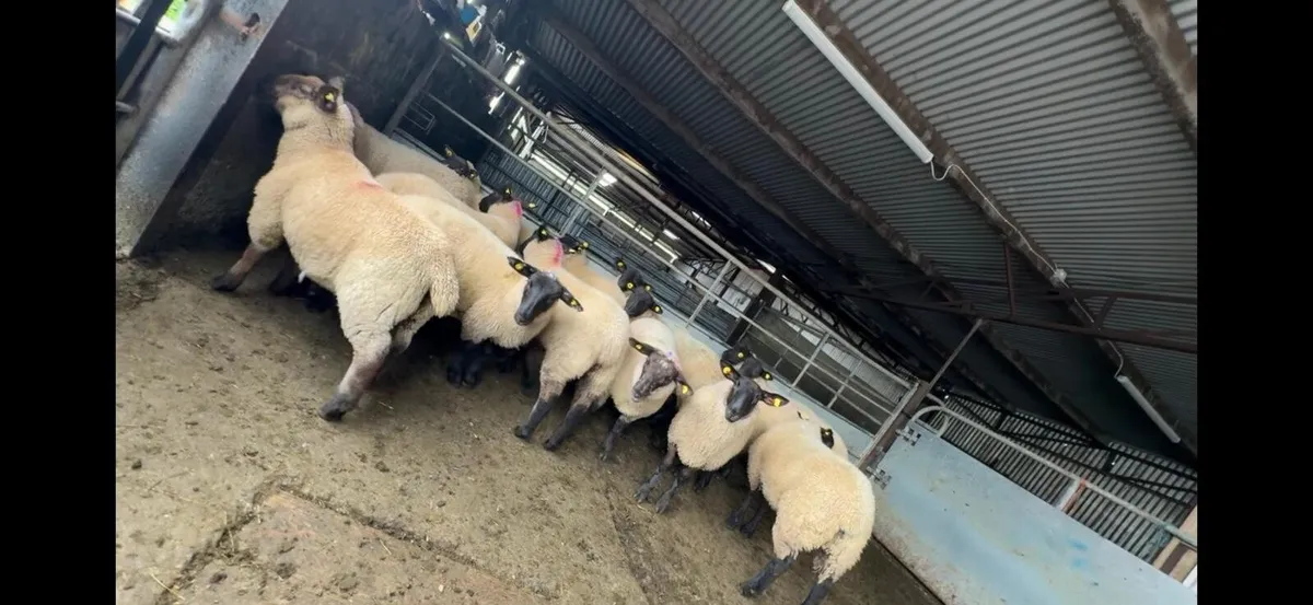 EWE LAMBS - Image 2