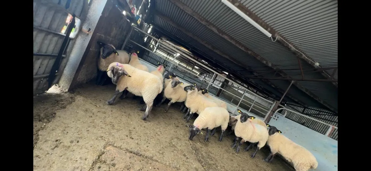 EWE LAMBS - Image 3