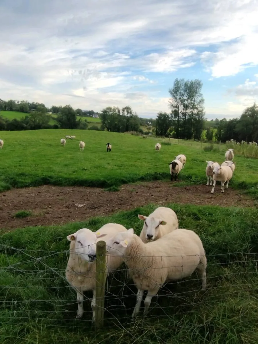 Breeding rams - Image 2