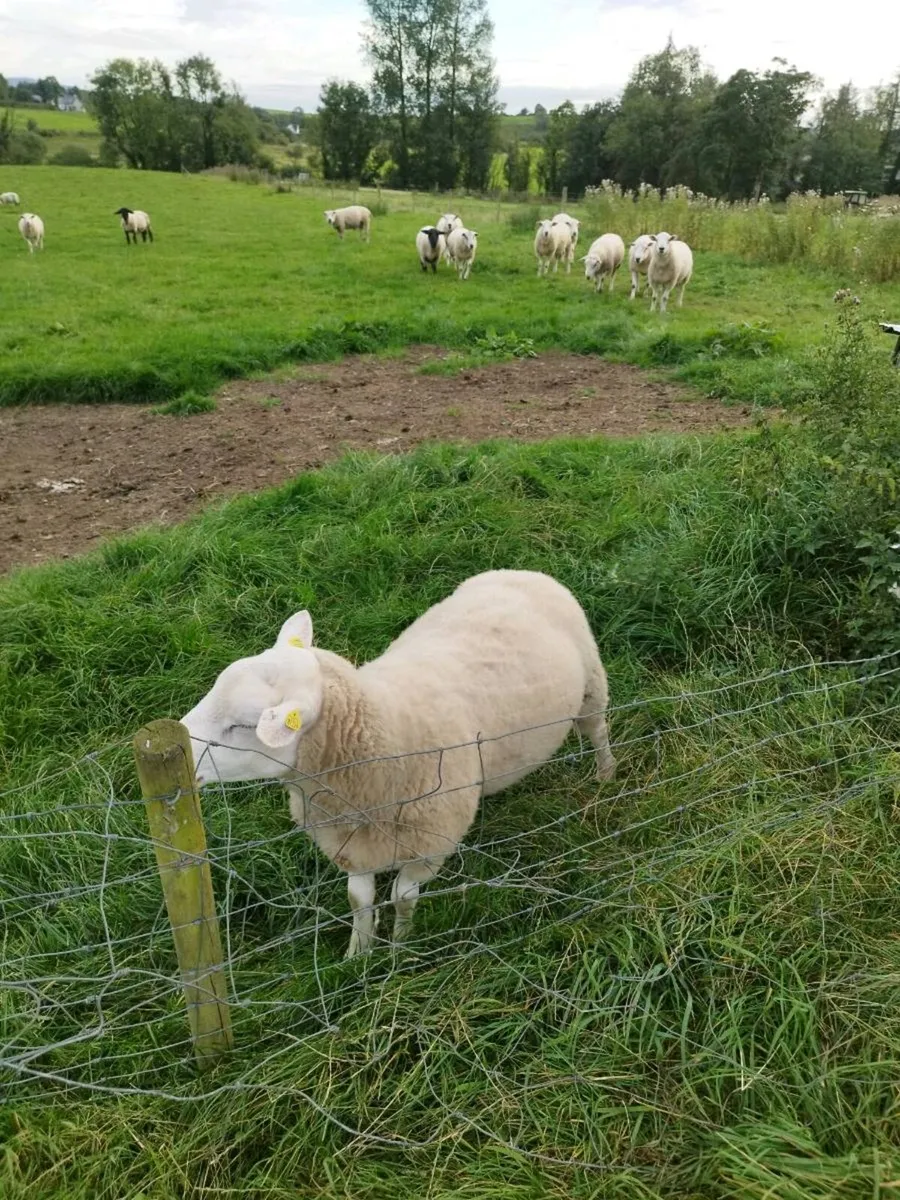 Breeding rams - Image 1