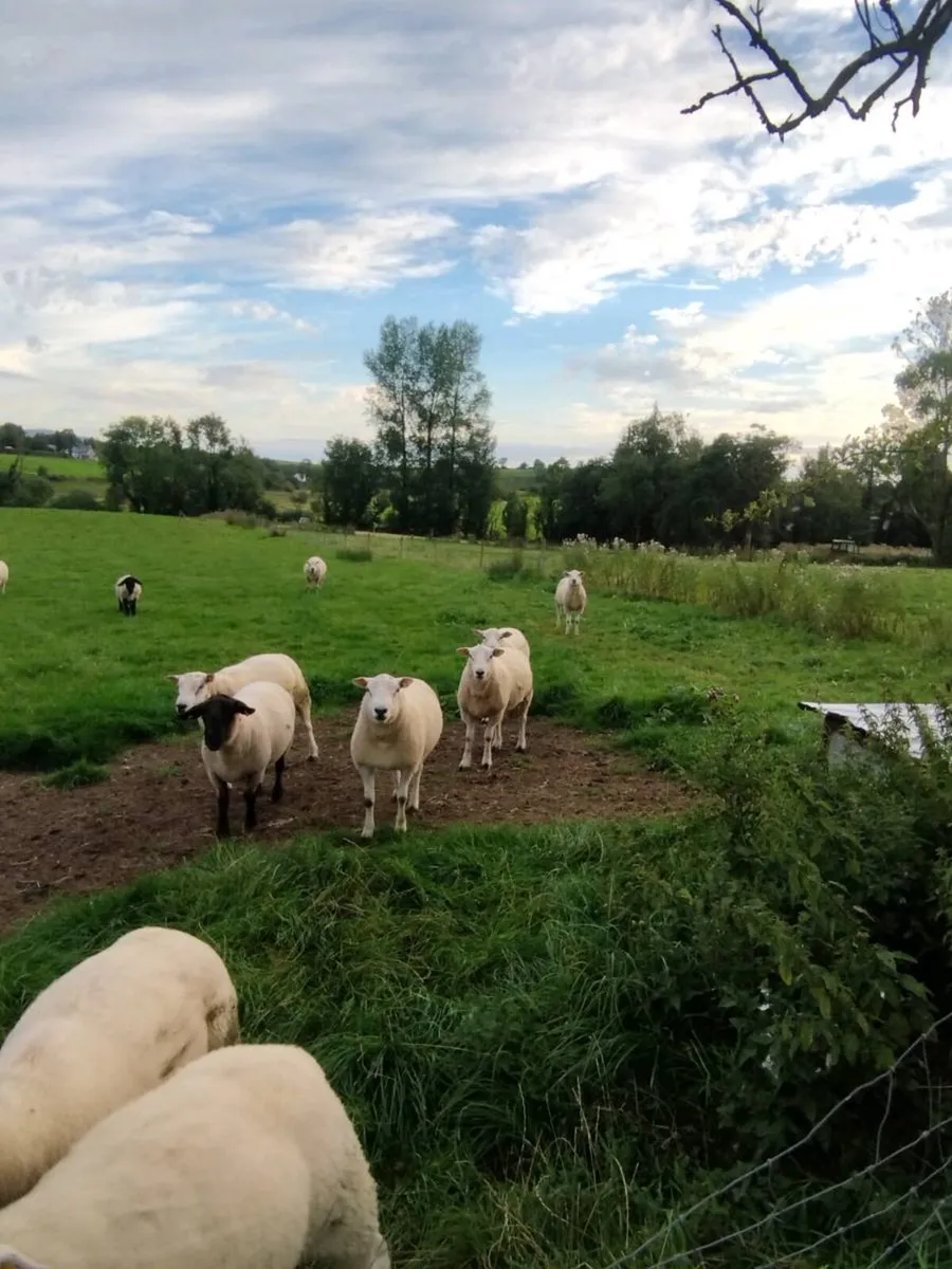 Breeding rams - Image 3