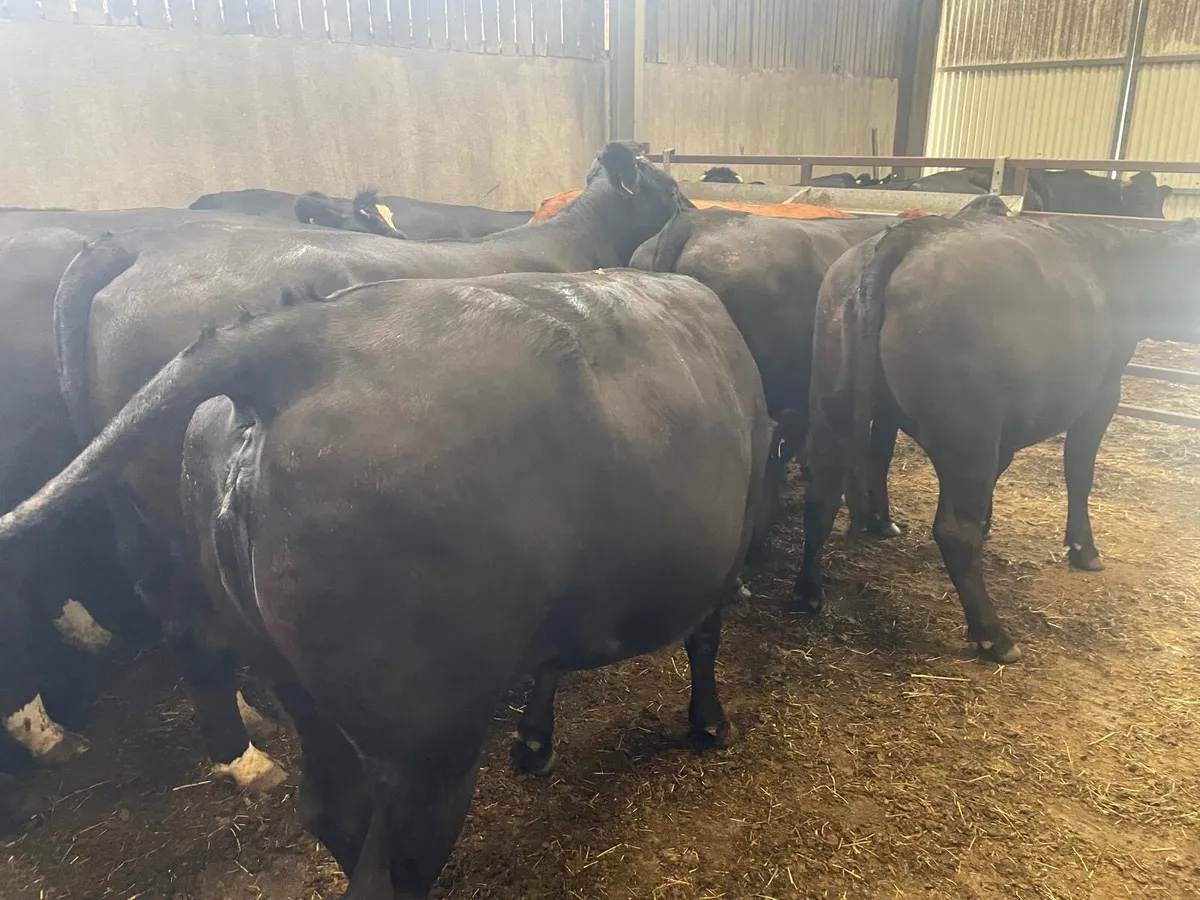 Incalf heifers - Image 2