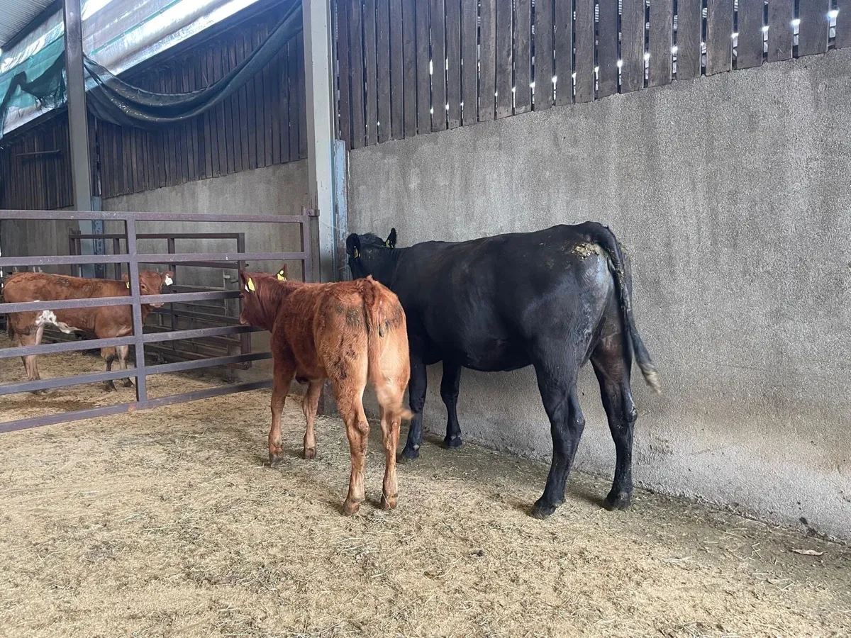 Incalf heifers - Image 3