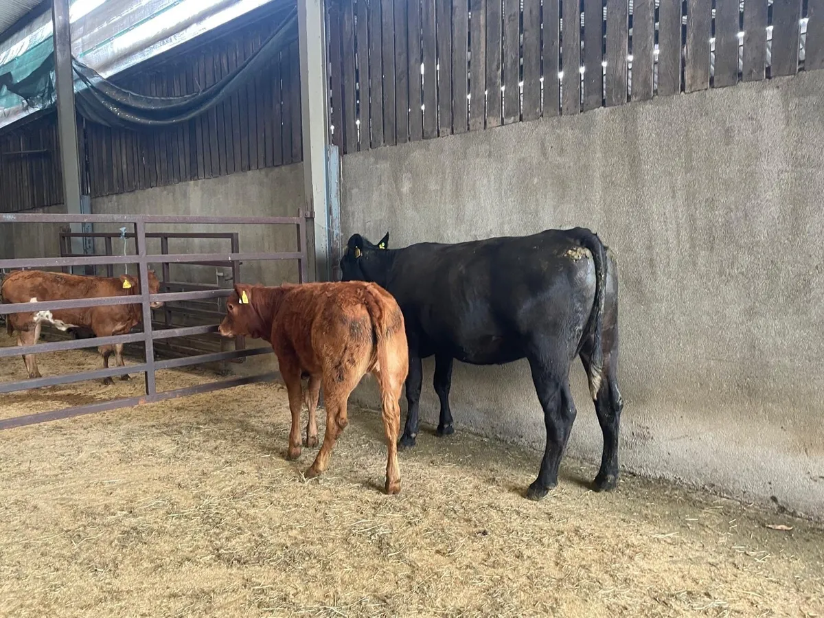 Incalf heifers - Image 4